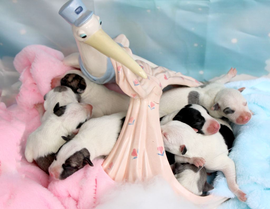 Chiot Whippet Des Filles D'eole