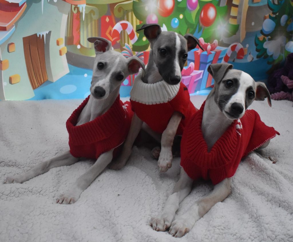 Des Filles D'eole - Whippet - Portée née le 15/09/2021