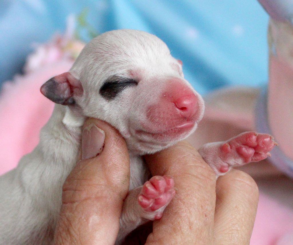 Des Filles D'eole - Chiots disponibles - Whippet