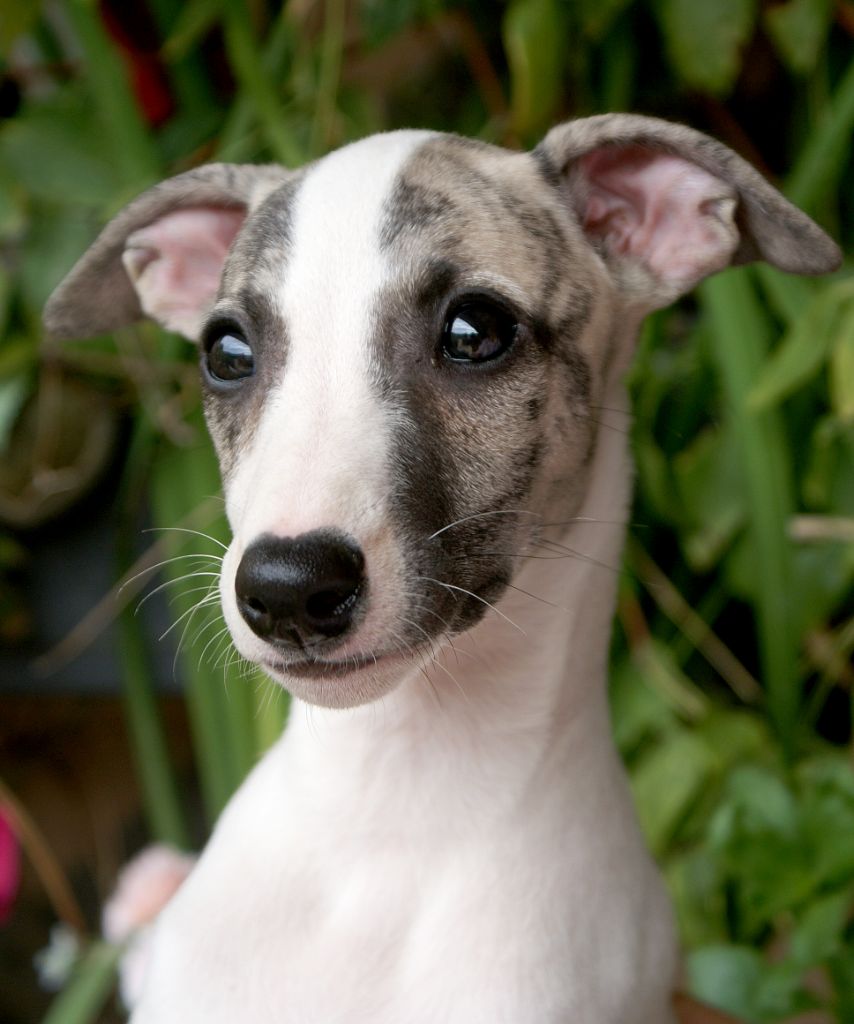 Des Filles D'eole - Chiots disponibles - Whippet