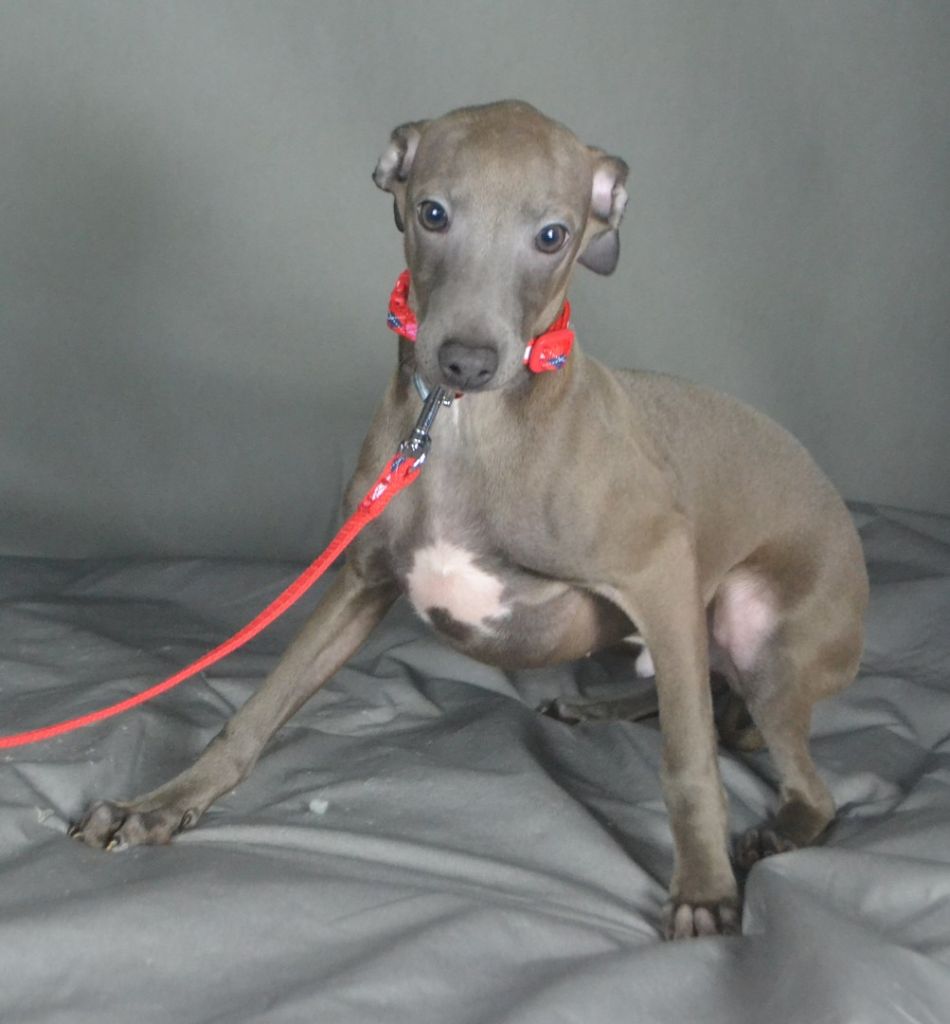 Des Filles D'eole - Petit Levrier Italien - Portée née le 27/09/2018