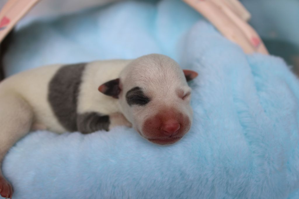 Des Filles D'eole - Chiots disponibles - Whippet