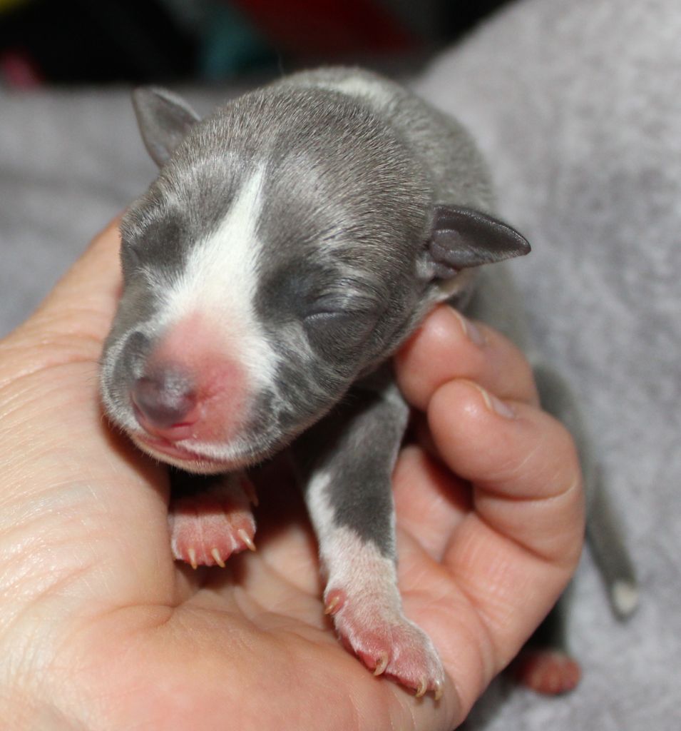 Des Filles D'eole - Chiots disponibles - Whippet