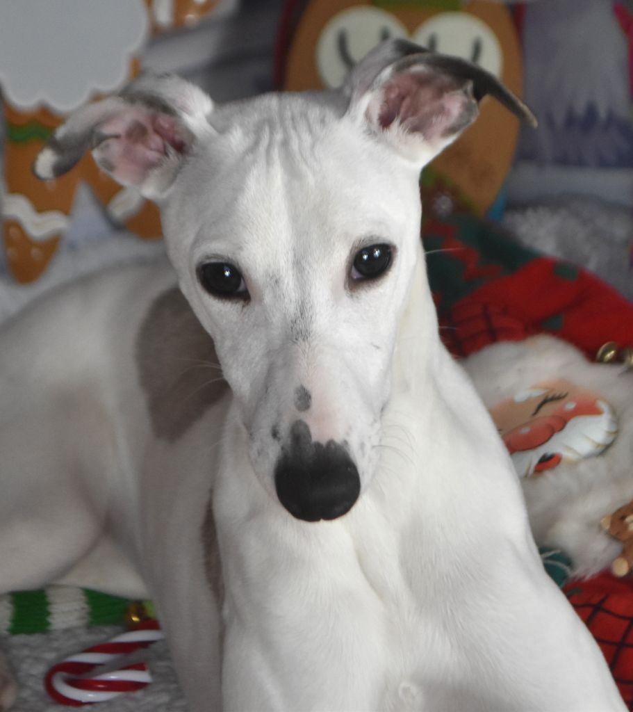 Des Filles D'eole - Whippet - Portée née le 10/07/2023