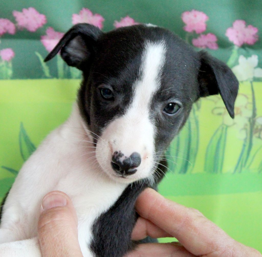 Des Filles D'eole - Chiots disponibles - Whippet
