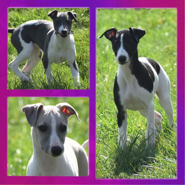 Des Filles D'eole - Whippet - Portée née le 27/11/2021