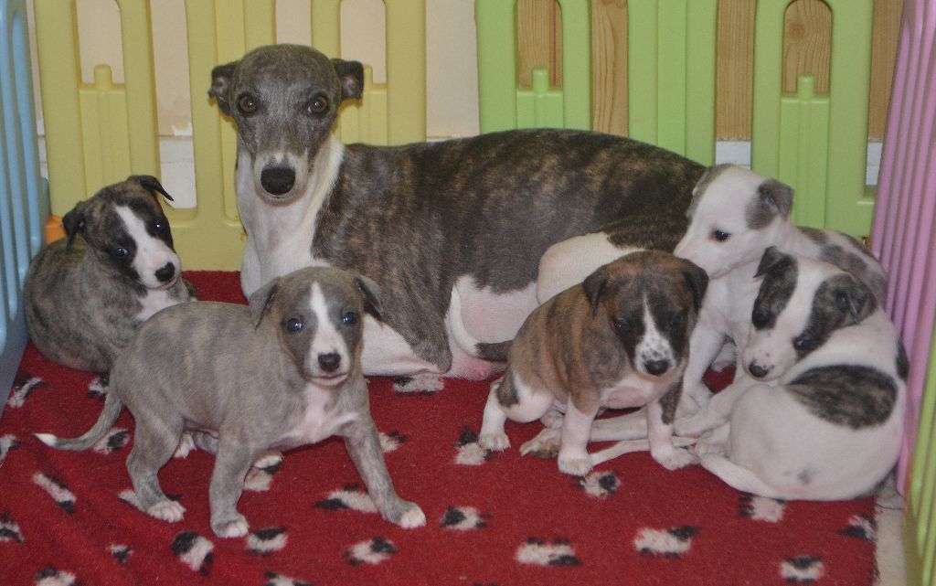 Chiot Whippet Des Filles D'eole