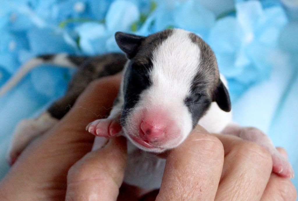 Des Filles D'eole - Chiots disponibles - Whippet