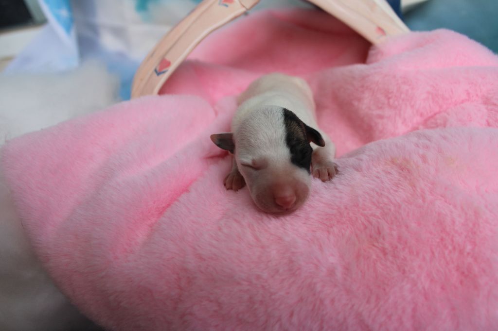 Des Filles D'eole - Chiots disponibles - Whippet