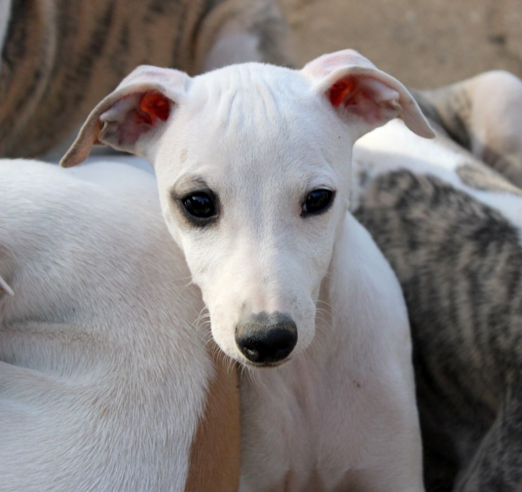 Des Filles D'eole - Chiots disponibles - Whippet