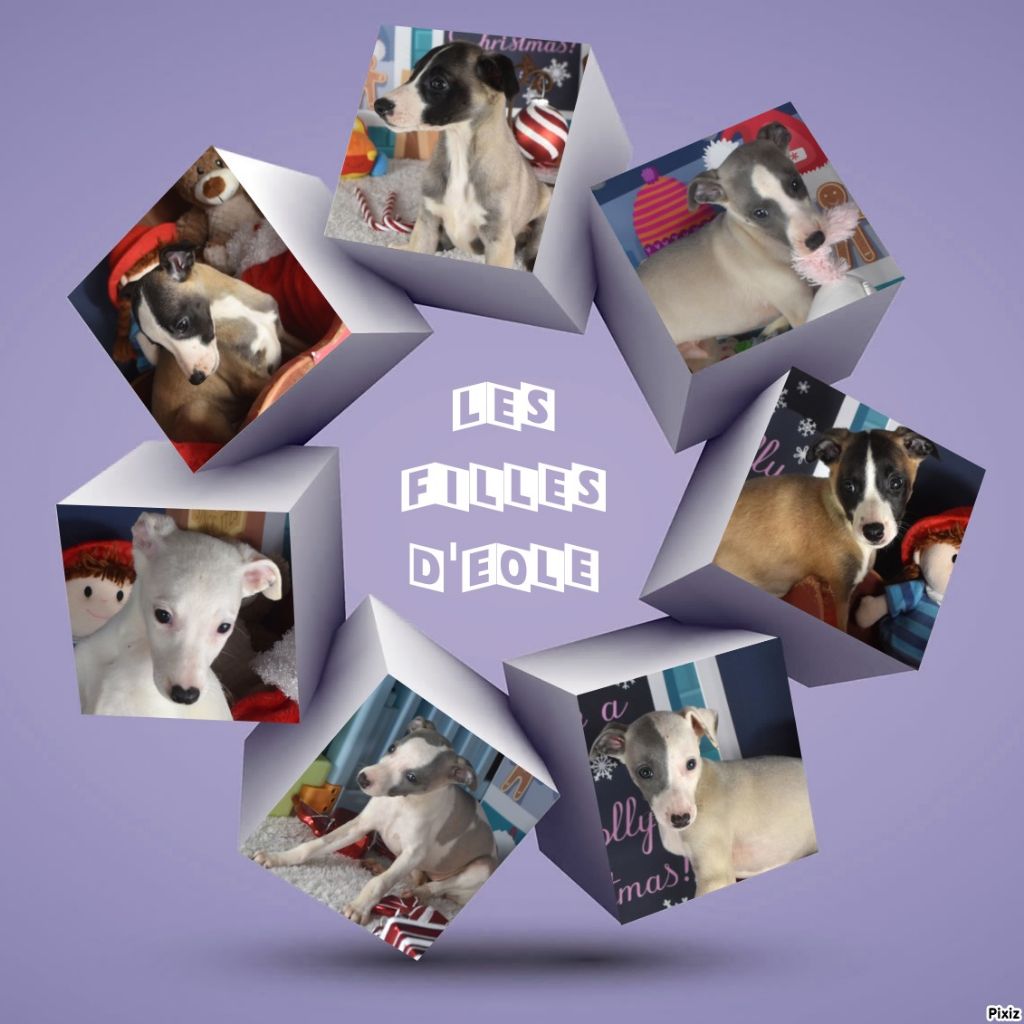 Chiot Whippet Des Filles D'eole