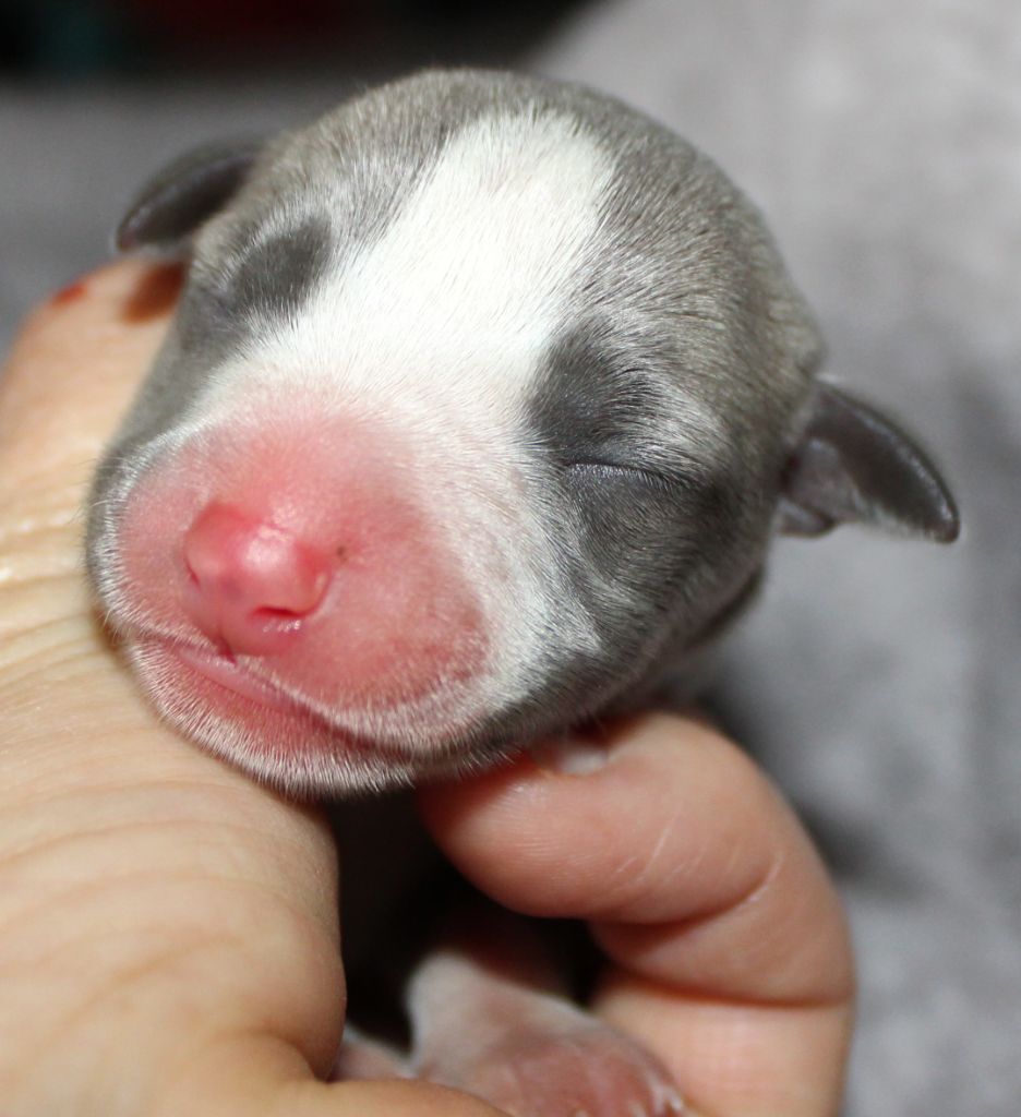 Des Filles D'eole - Chiots disponibles - Whippet