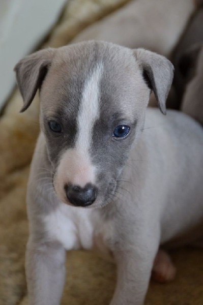 Des Filles D'eole - Whippet - Portée née le 11/02/2016