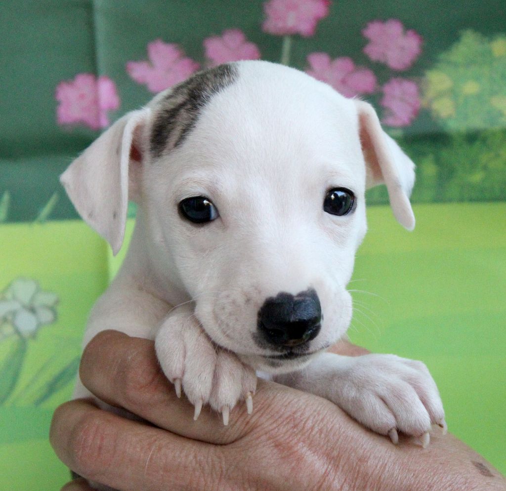 Des Filles D'eole - Chiots disponibles - Whippet