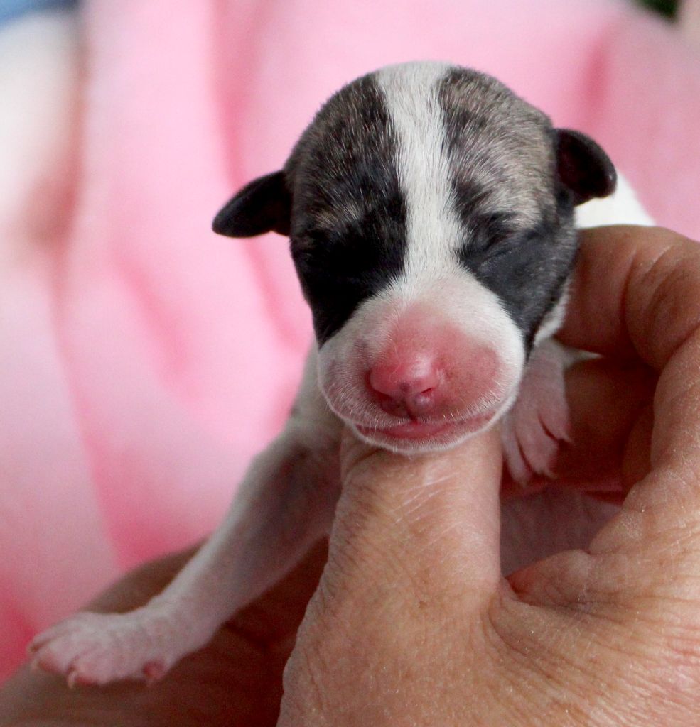 Des Filles D'eole - Chiots disponibles - Whippet