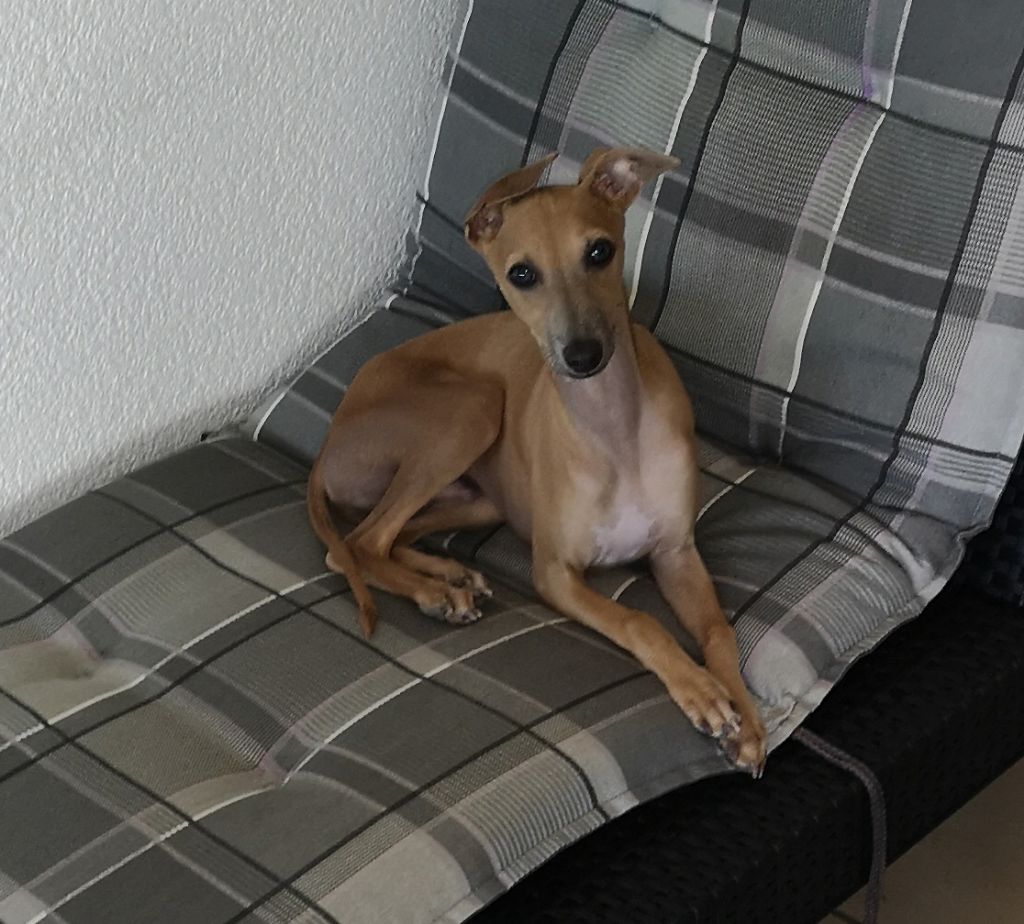 Chiot Petit Levrier Italien Des Filles D'eole